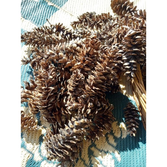 Pine Cones, White Pine, 20 count Eastern Michigan Hand picked in nature 3-7" - Picture 7 of 8